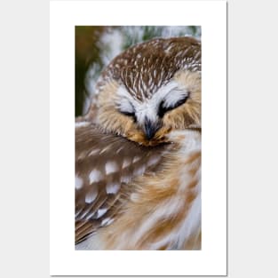 Northern Saw Whet Owl - Ottawa, Canada Posters and Art